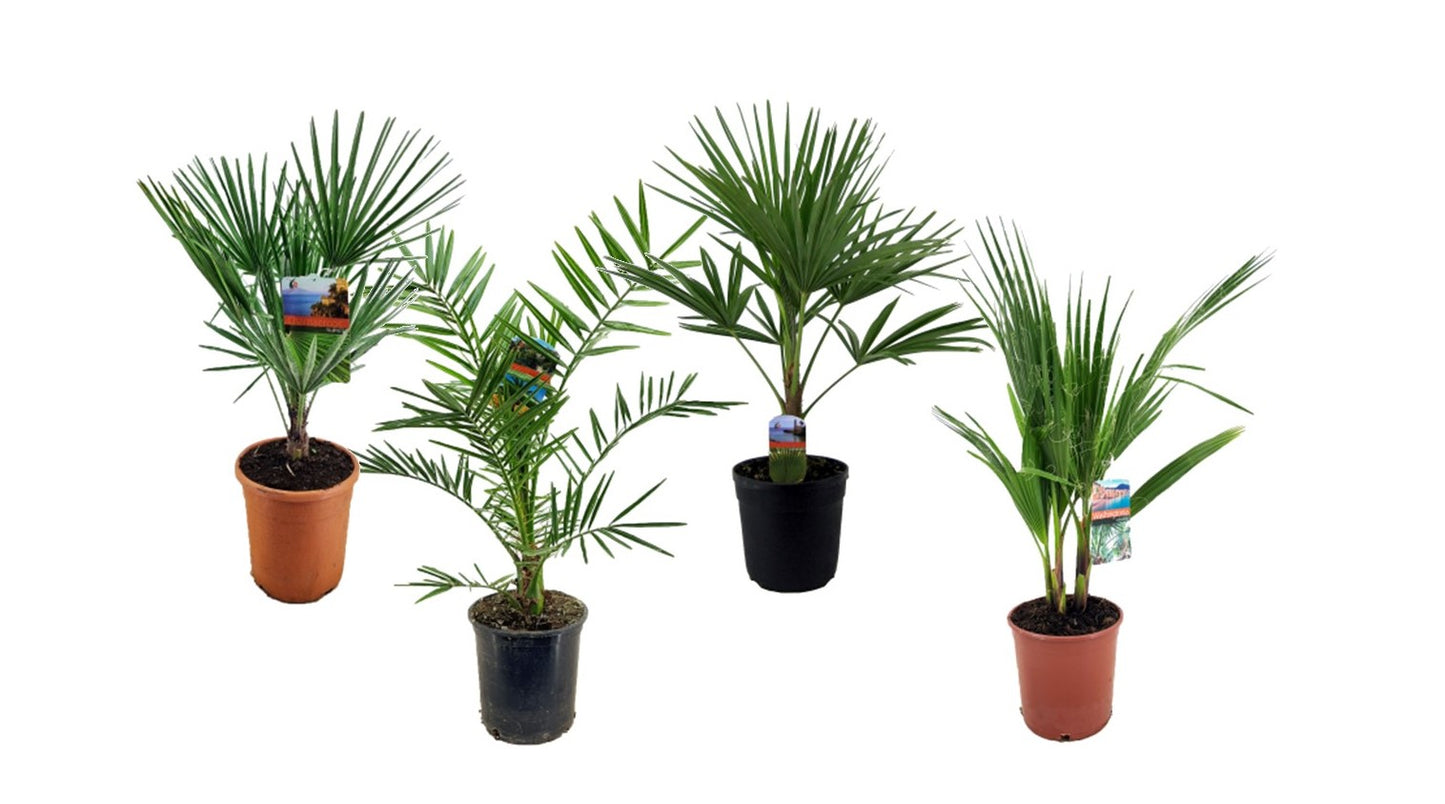 Palms mix 70cm 19cm Pot
