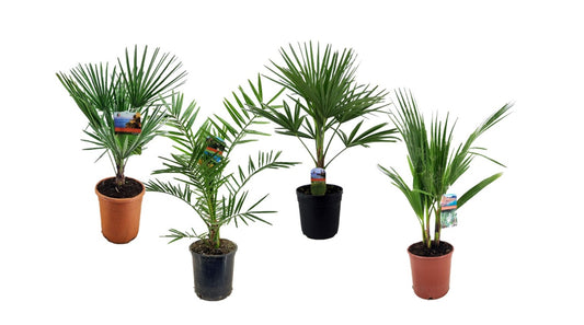 Palms mix 70cm 19cm Pot