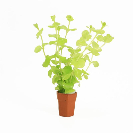Lysimachia hybrid 5cm 2cm Pot