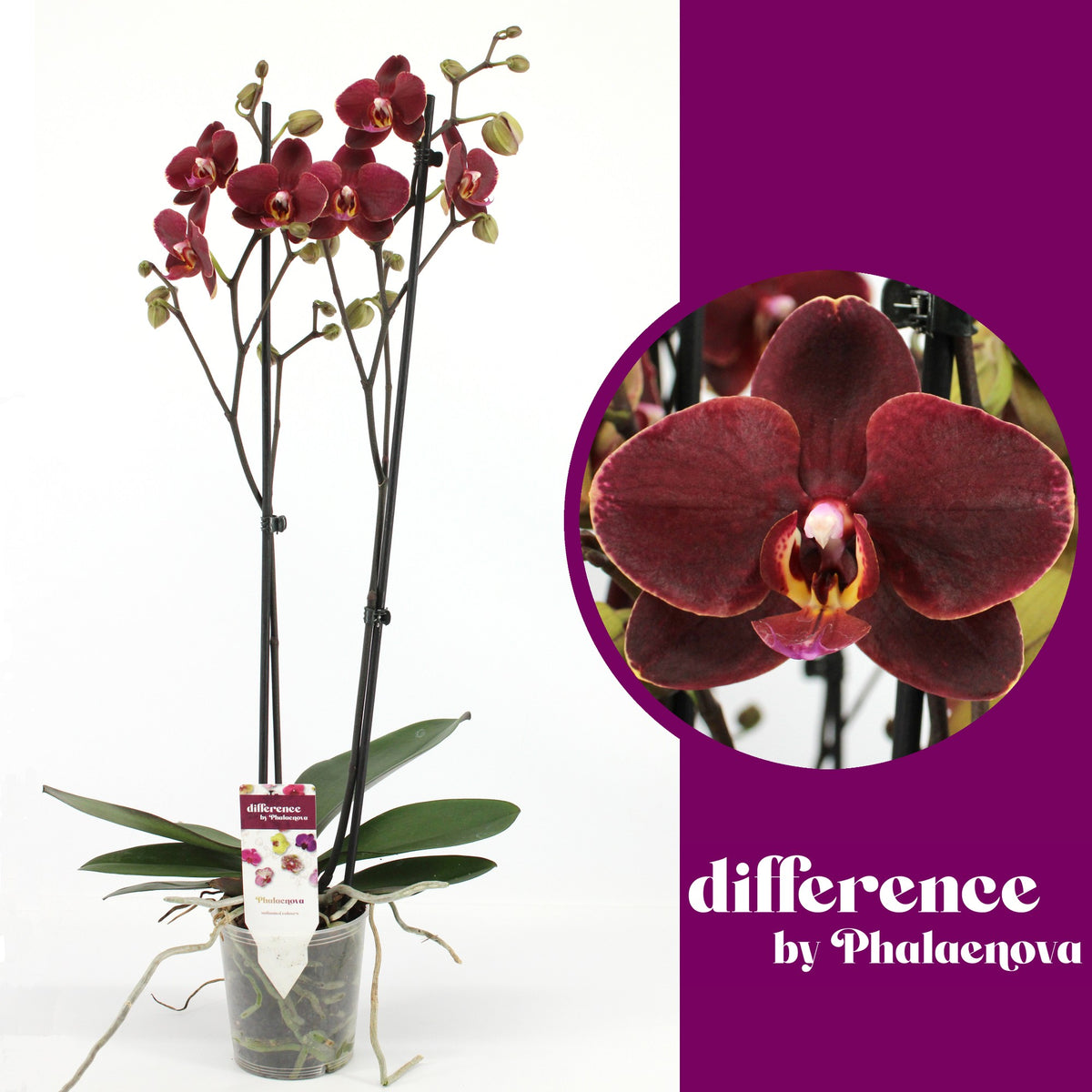 Phalaenopsis red 60cm 12cm Pot
