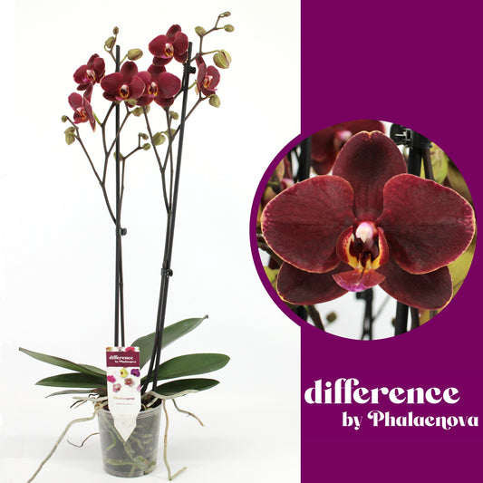 Phalaenopsis red 60cm 12cm Pot