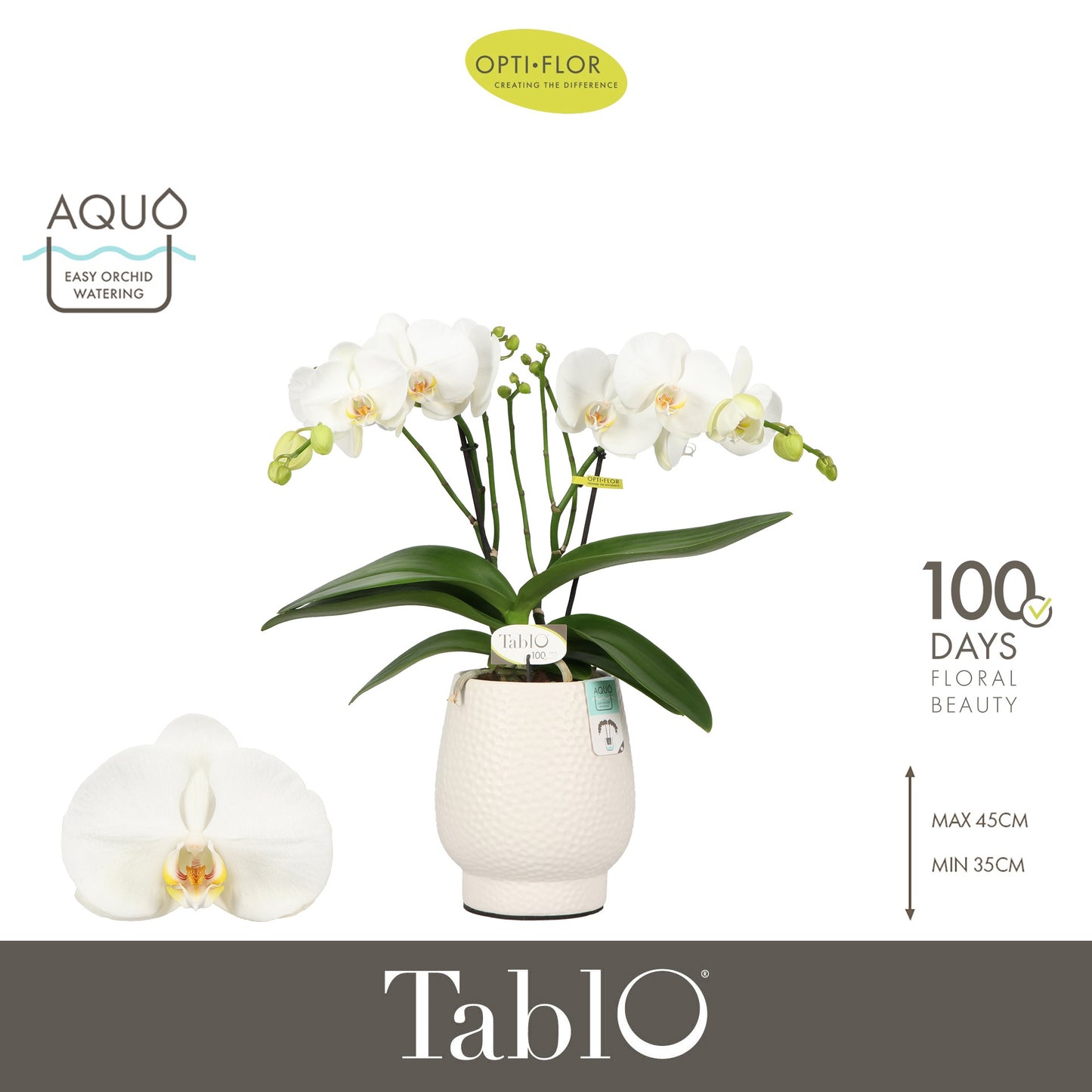 Phalaenopsis white 40cm 12cm Pot