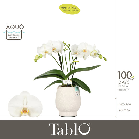 Phalaenopsis white 40cm 12cm Pot