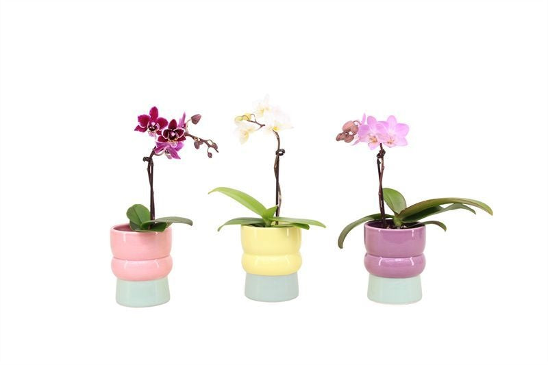 Phalaenopsis hybrid 17cm 6cm Pot