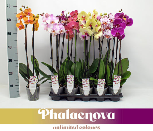 Phalaenopsis mix 65cm 12cm Pot