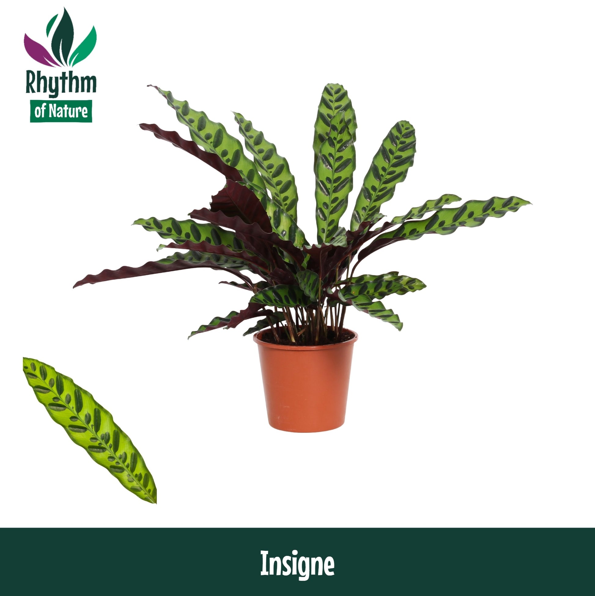 Valstar, Hkw. Gebr. Calathea Insigne Pack of 8