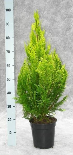 Chamaecyparis Ivonne 105cm 21cm Pot