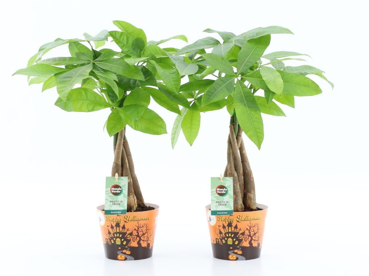 Pachira aquatica 45cm 12cm Pot