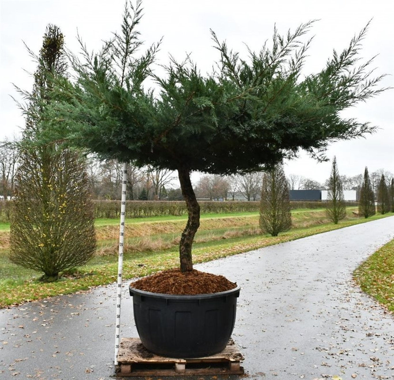 Juniperus mix 220cm 110cm Pot