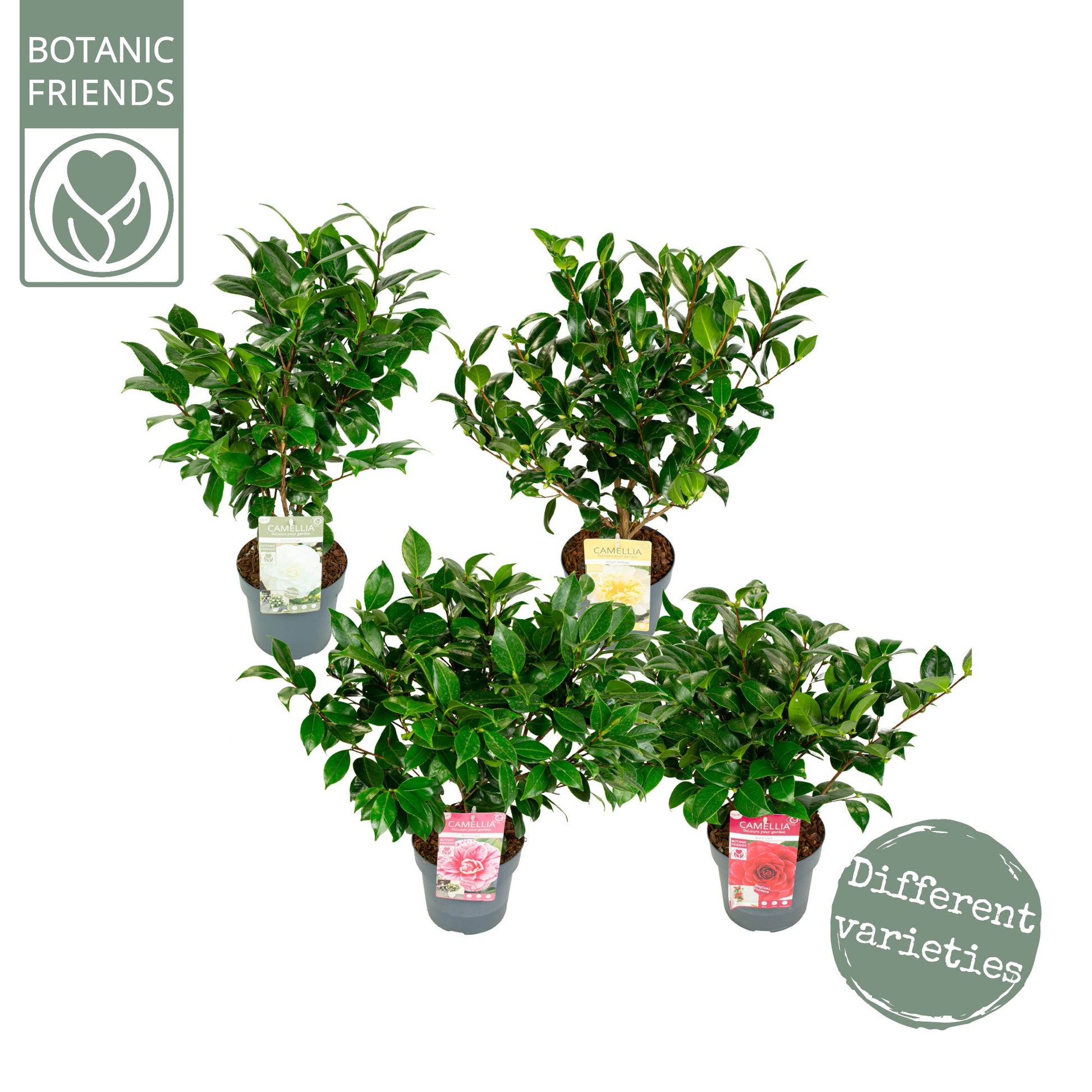 Camellia japonica 50cm 19cm Pot
