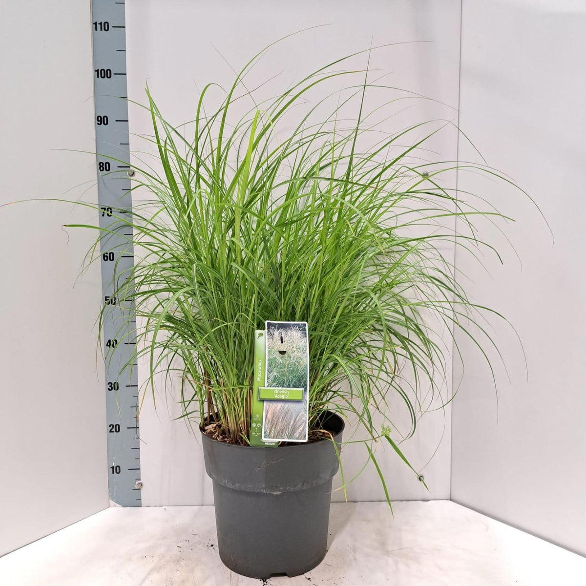 Miscanthus sin. Adagio 90cm 29cm Pot
