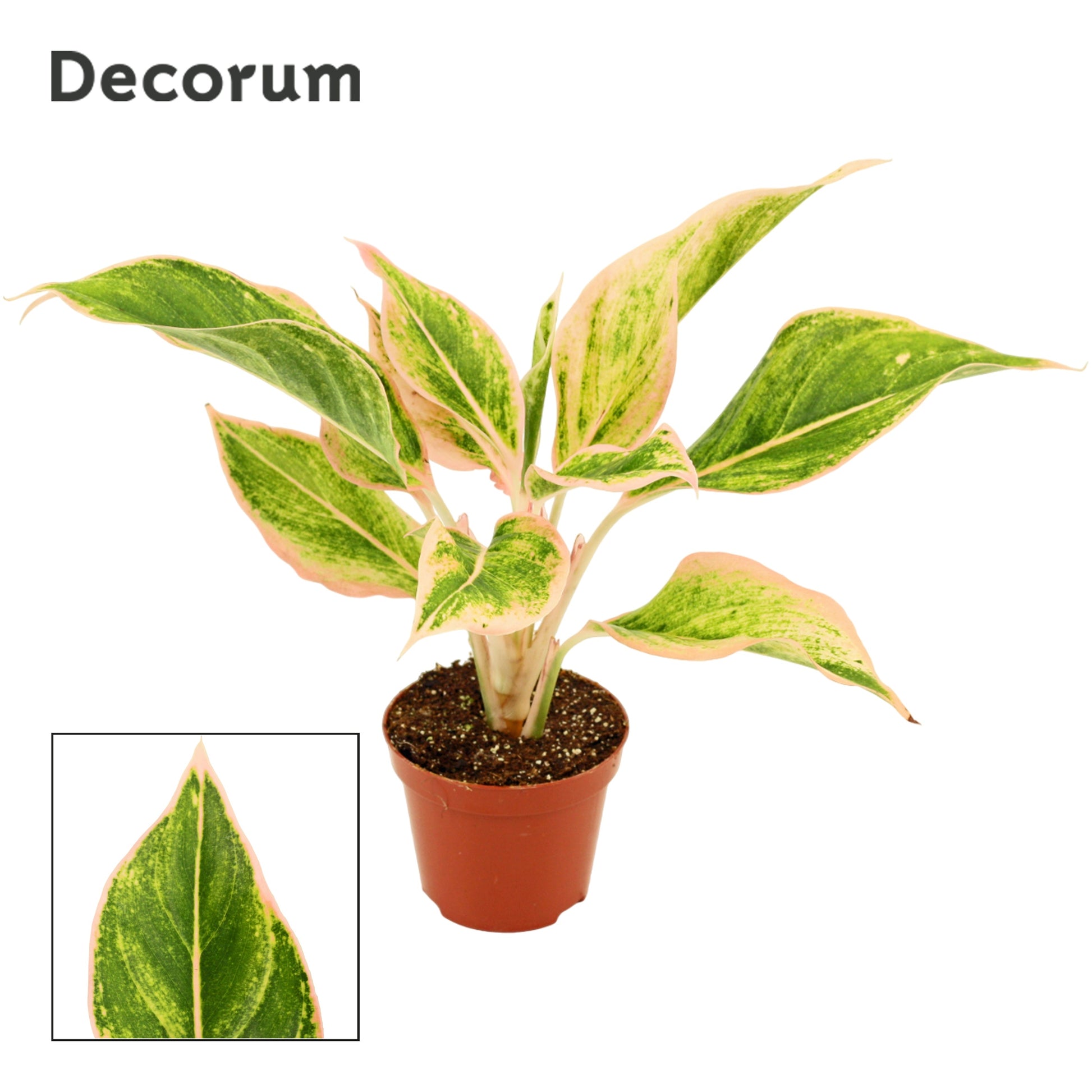 Aglaonema Hybrid 25cm 9cm Pot
