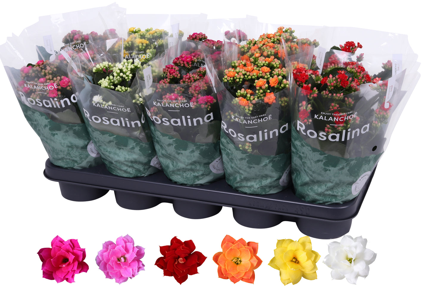 Kalanchoe Rosalina mix 27cm 12cm Pot