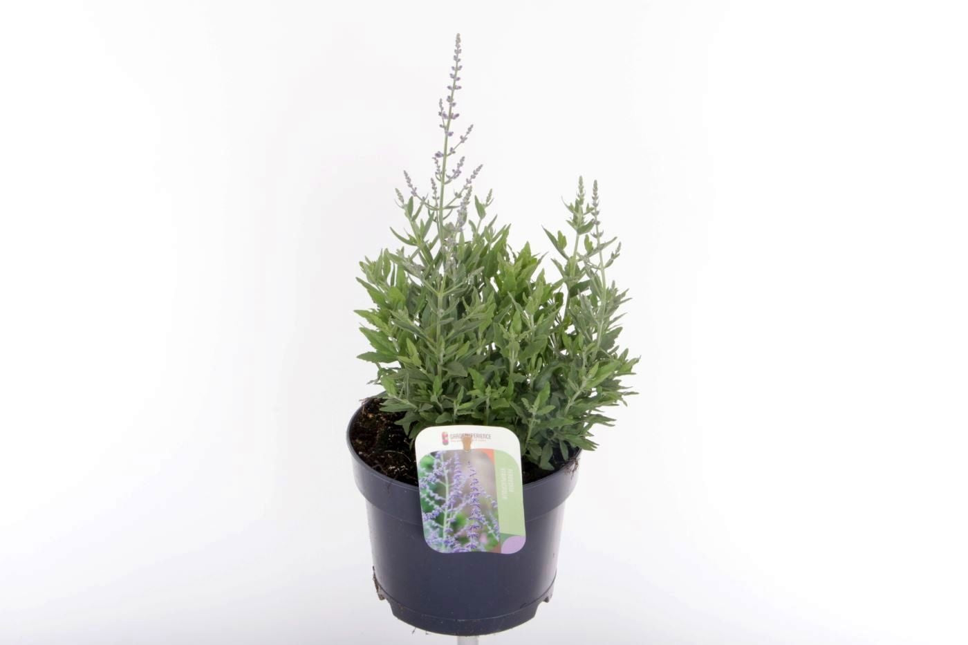 Perovskia atr. Bluesette 40cm 17cm Pot