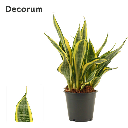 Sansevieria trifasciata 35cm 12cm Pot