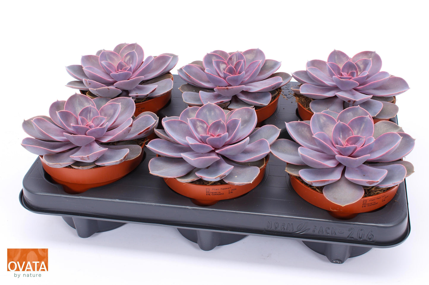 Ovata BV Echeveria Purple Pearl Pack of 6