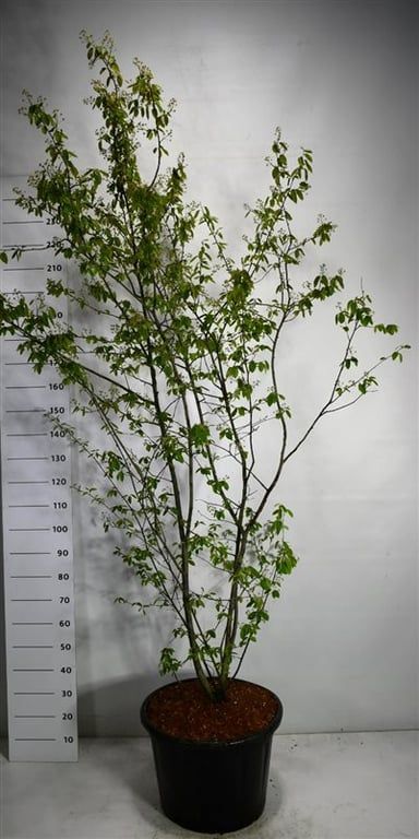 Amelanchier lamarckii 250cm 54cm Pot