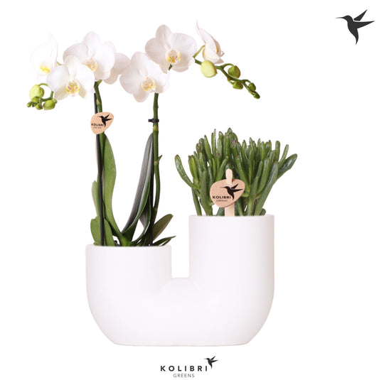 arr. Kolibri 12500WHWH 40cm 18cm Pot