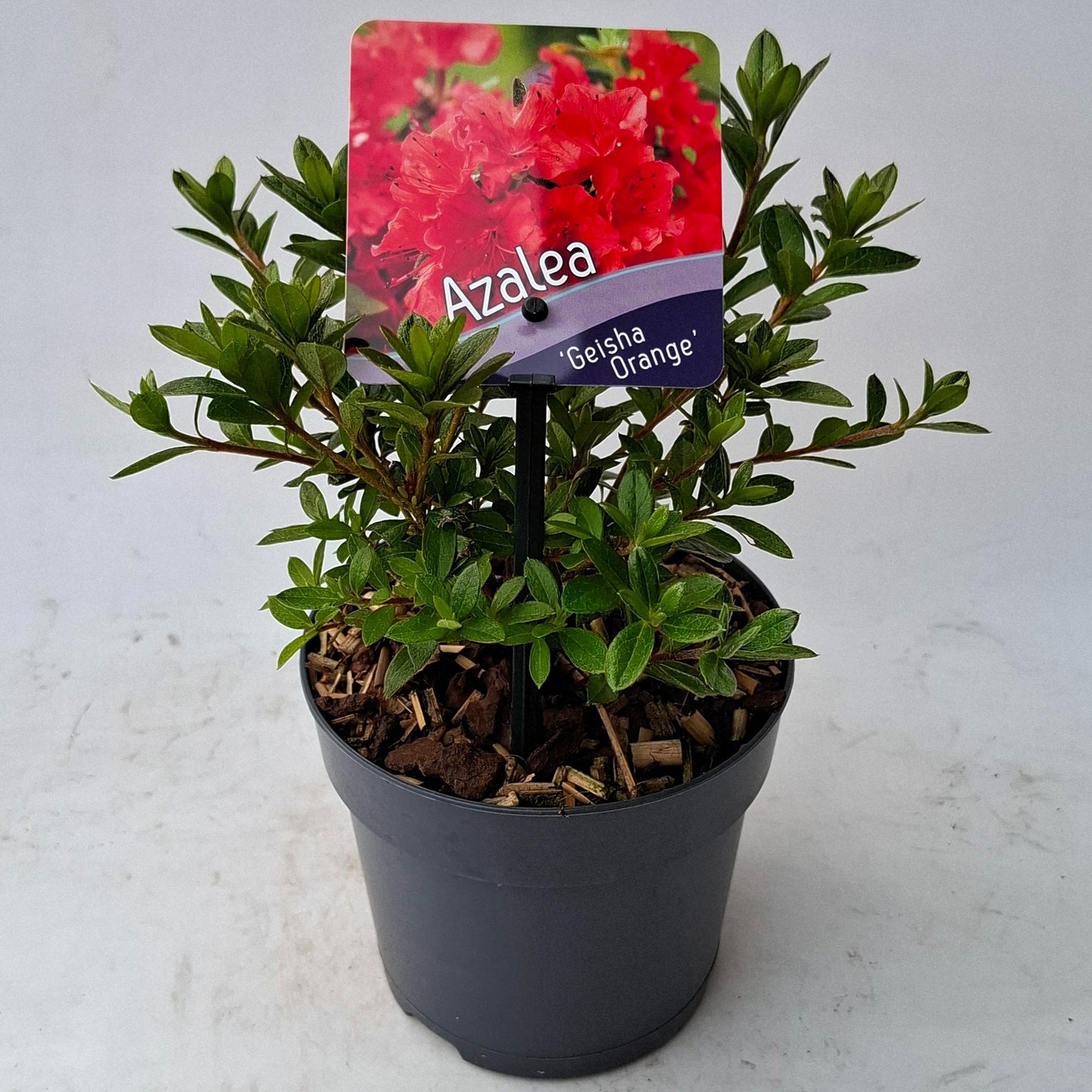 Rhododendron Geisha Orange 15cm 13cm Pot