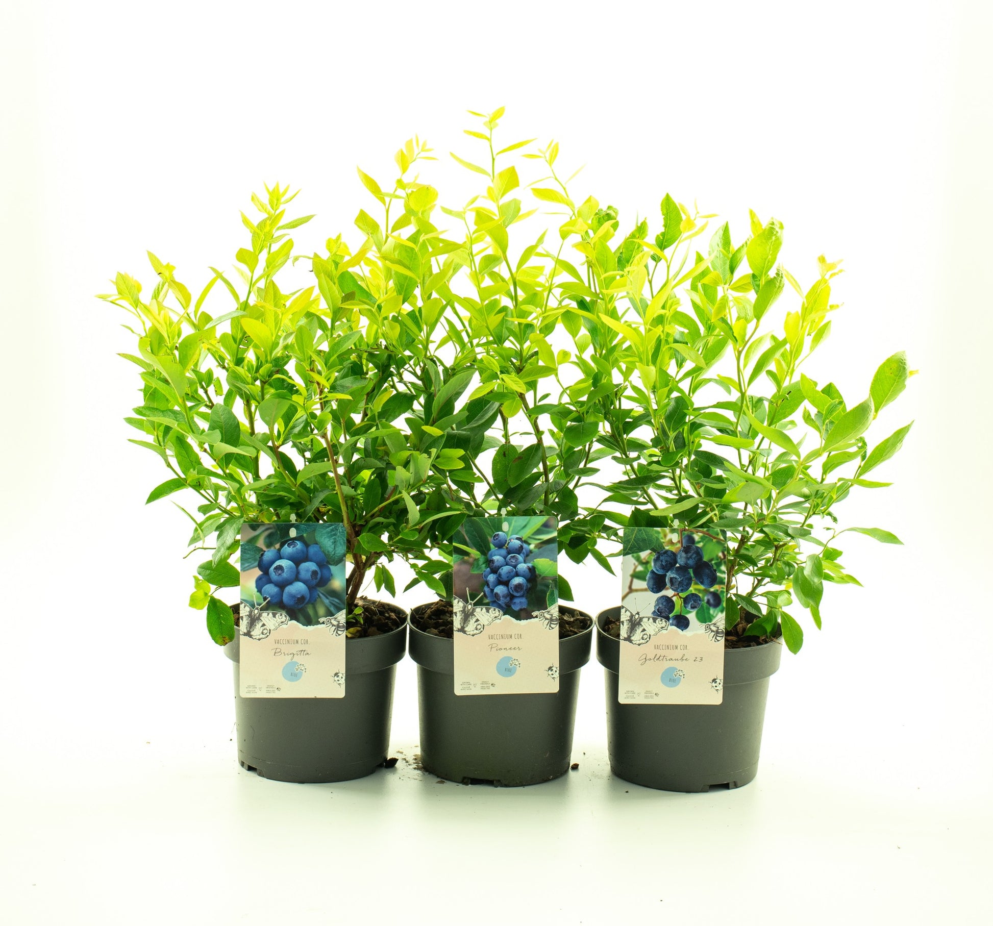 Vaccinium corymbosum 60cm 19cm Pot