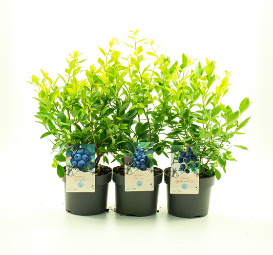 Vaccinium corymbosum 60cm 19cm Pot