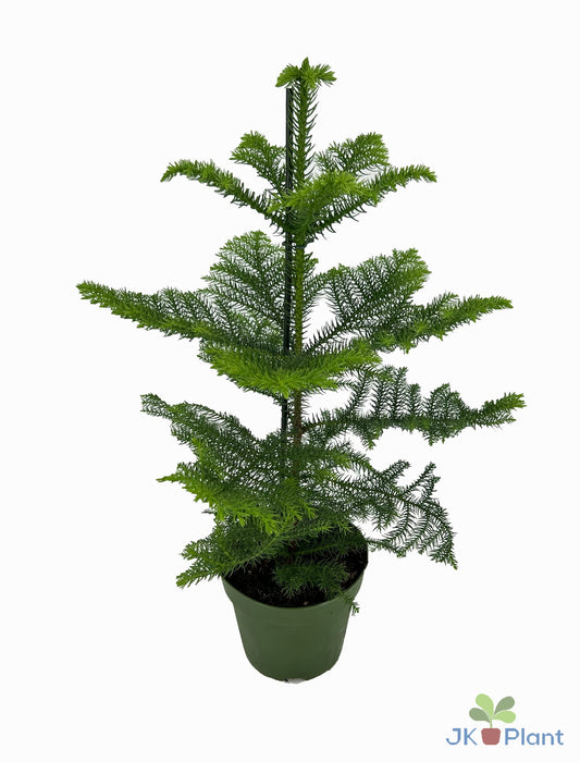 Araucaria heterophylla 50cm 17cm Pot
