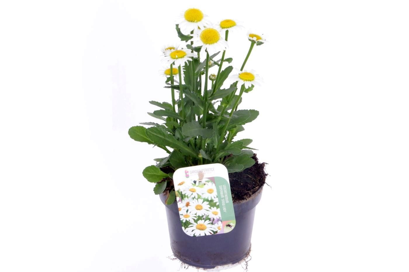 Leucanthemum vulgare 30cm 13cm Pot
