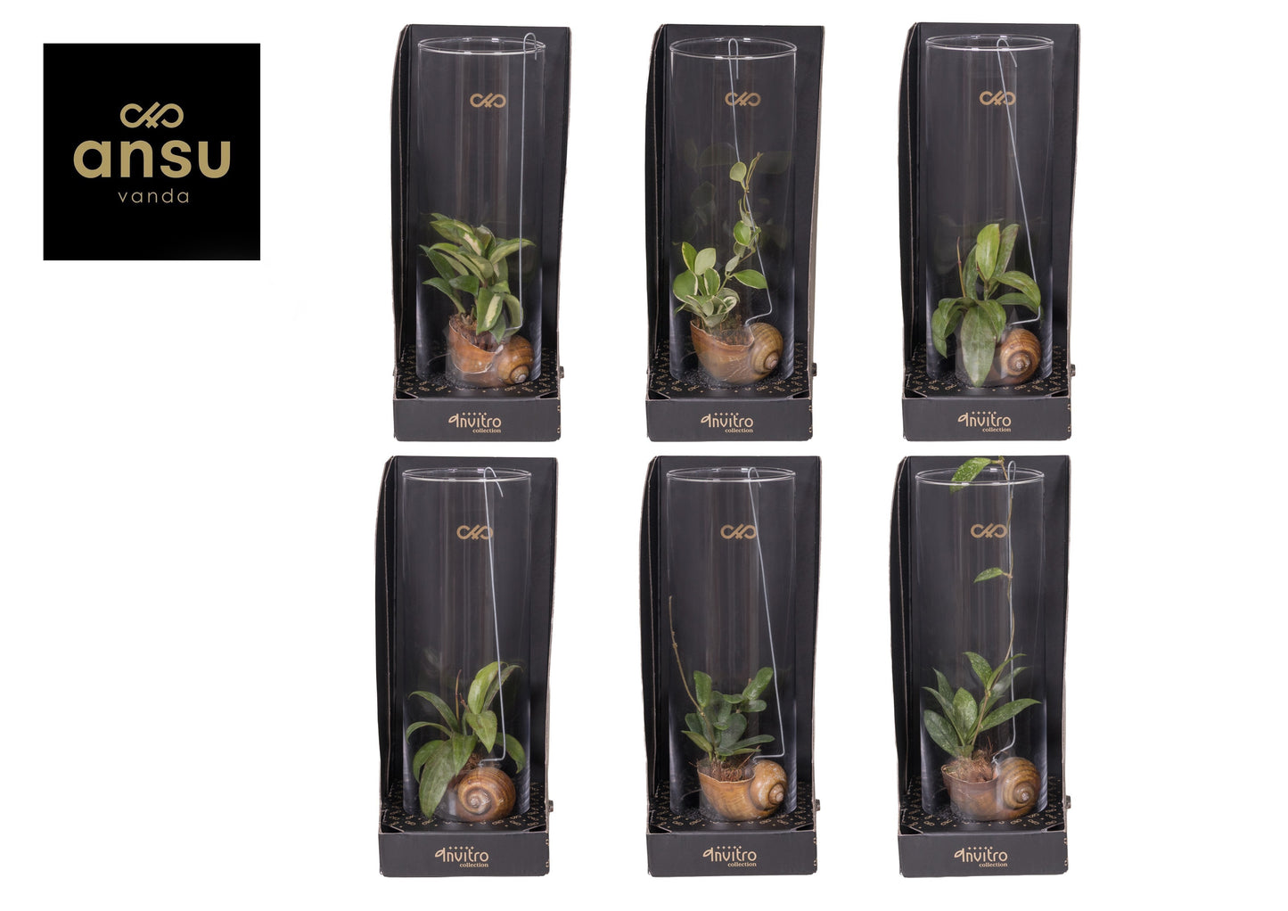 Ansu Hoya mix Pack of 6
