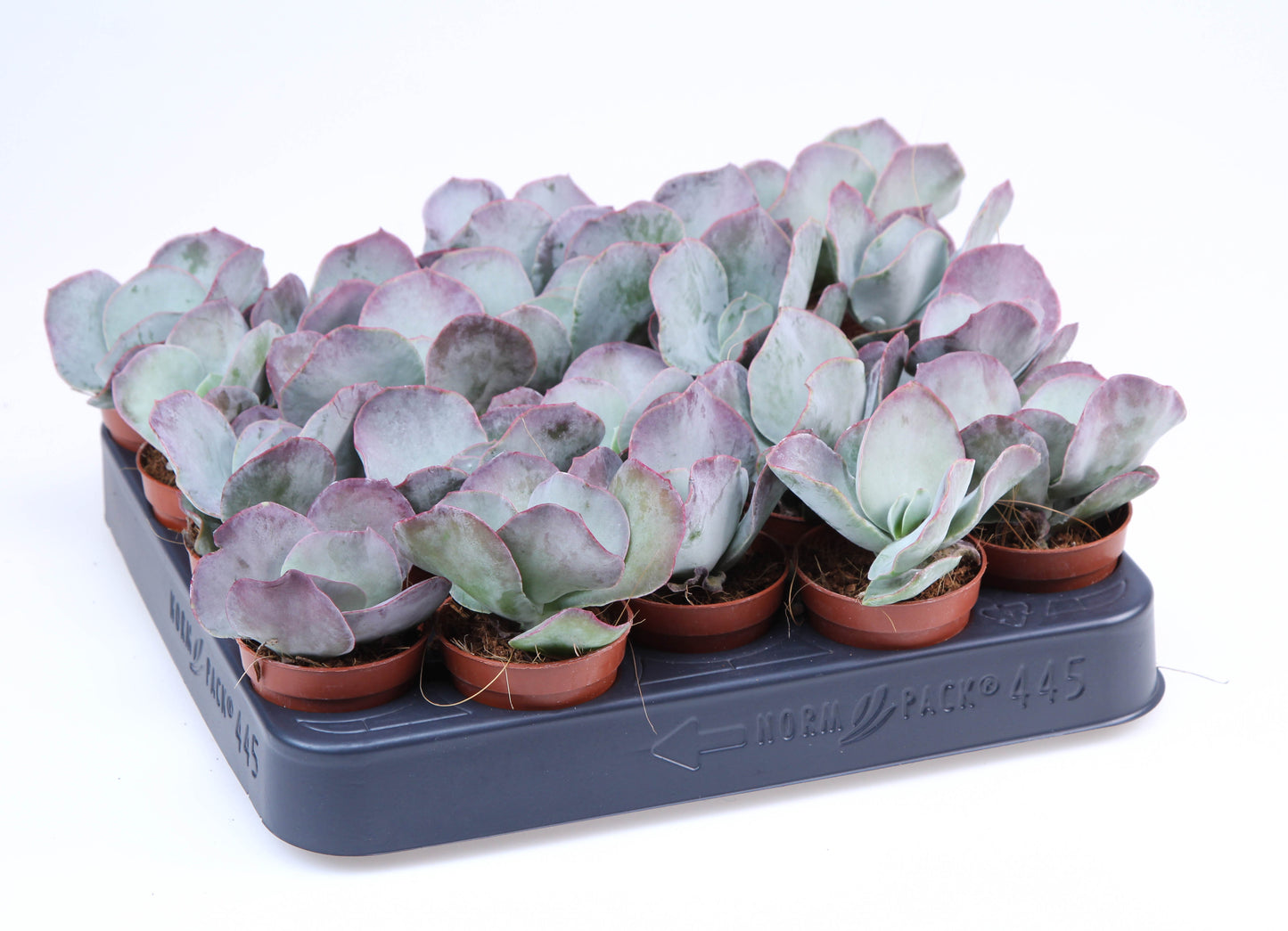 Cotyledon orbiculata Red flame 8cm 5.5cm Pot
