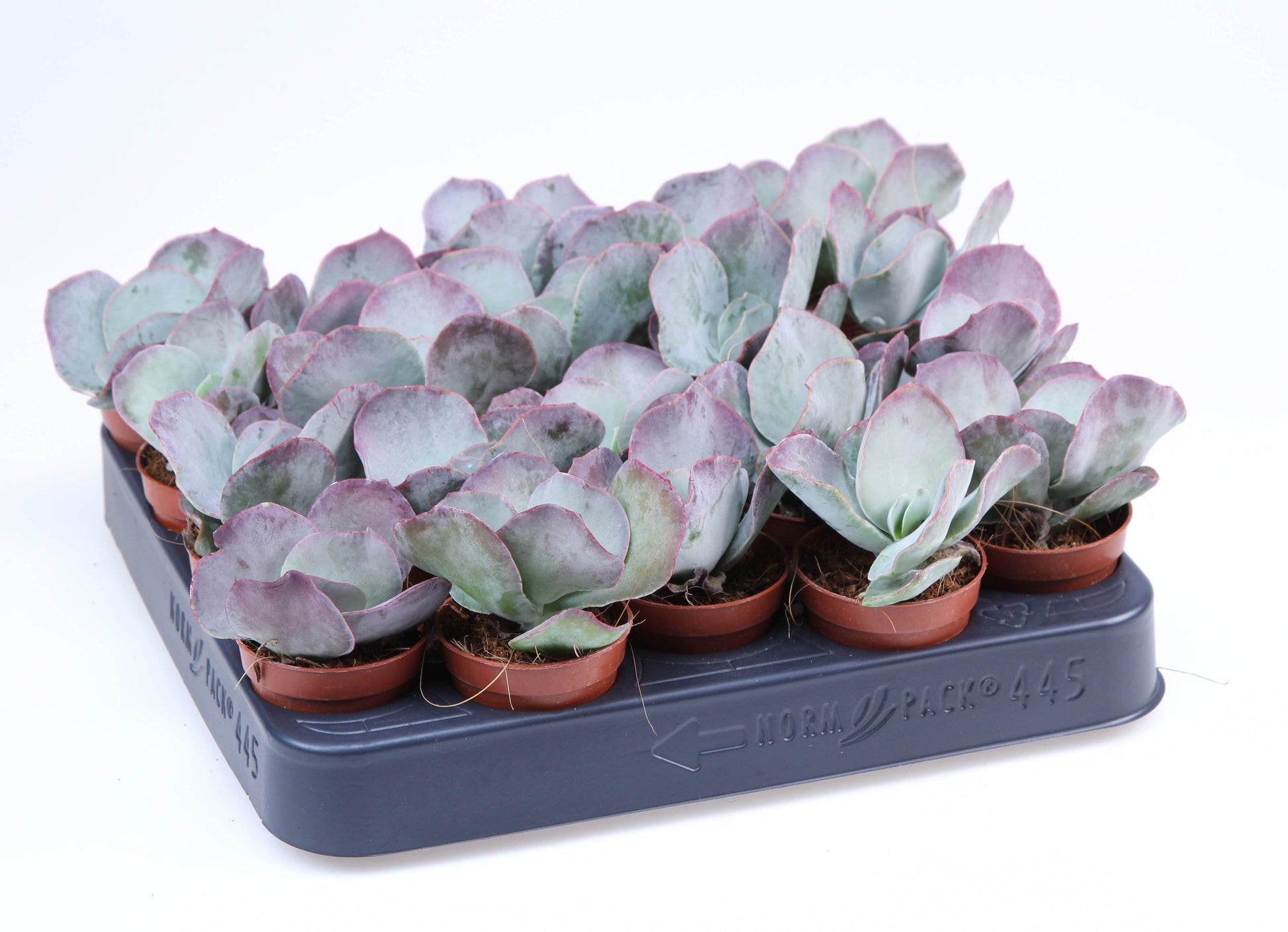 Cotyledon orbiculata Red flame 8cm 5.5cm Pot