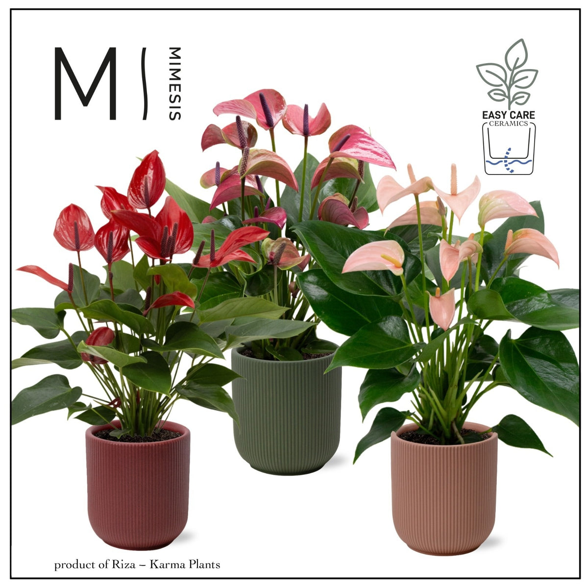 Anthurium mix 40cm 12cm Pot