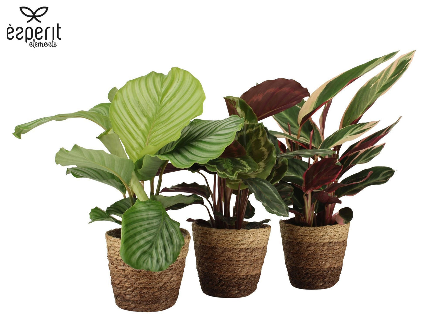 Calathea mix 40cm 12cm Pot