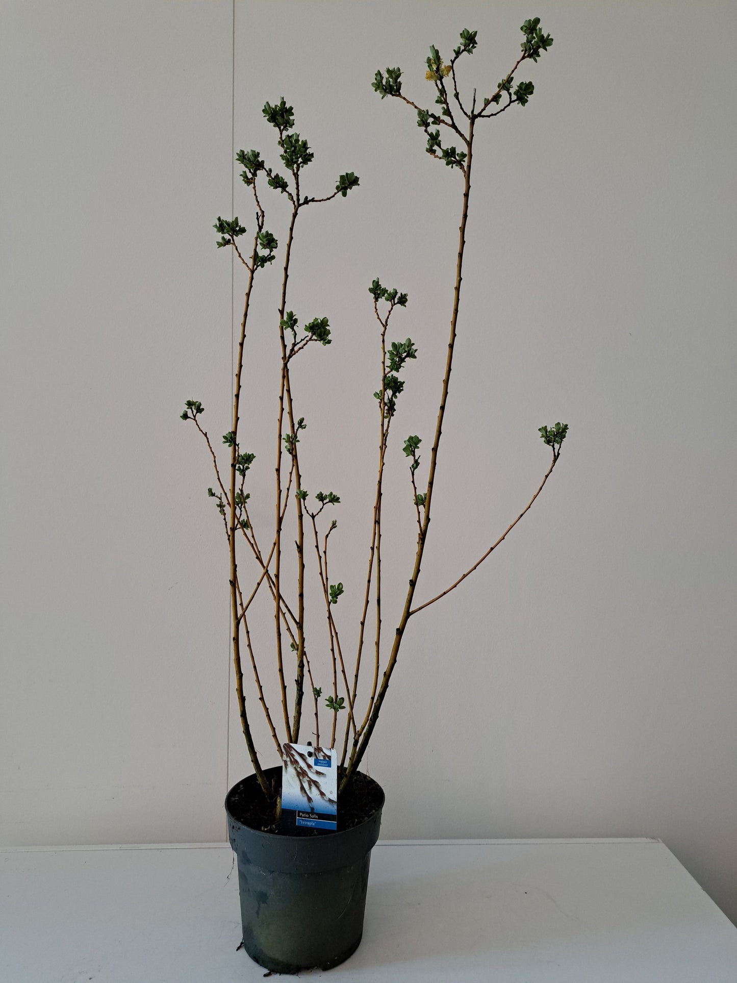 Salix tetrapla 50cm 19cm Pot