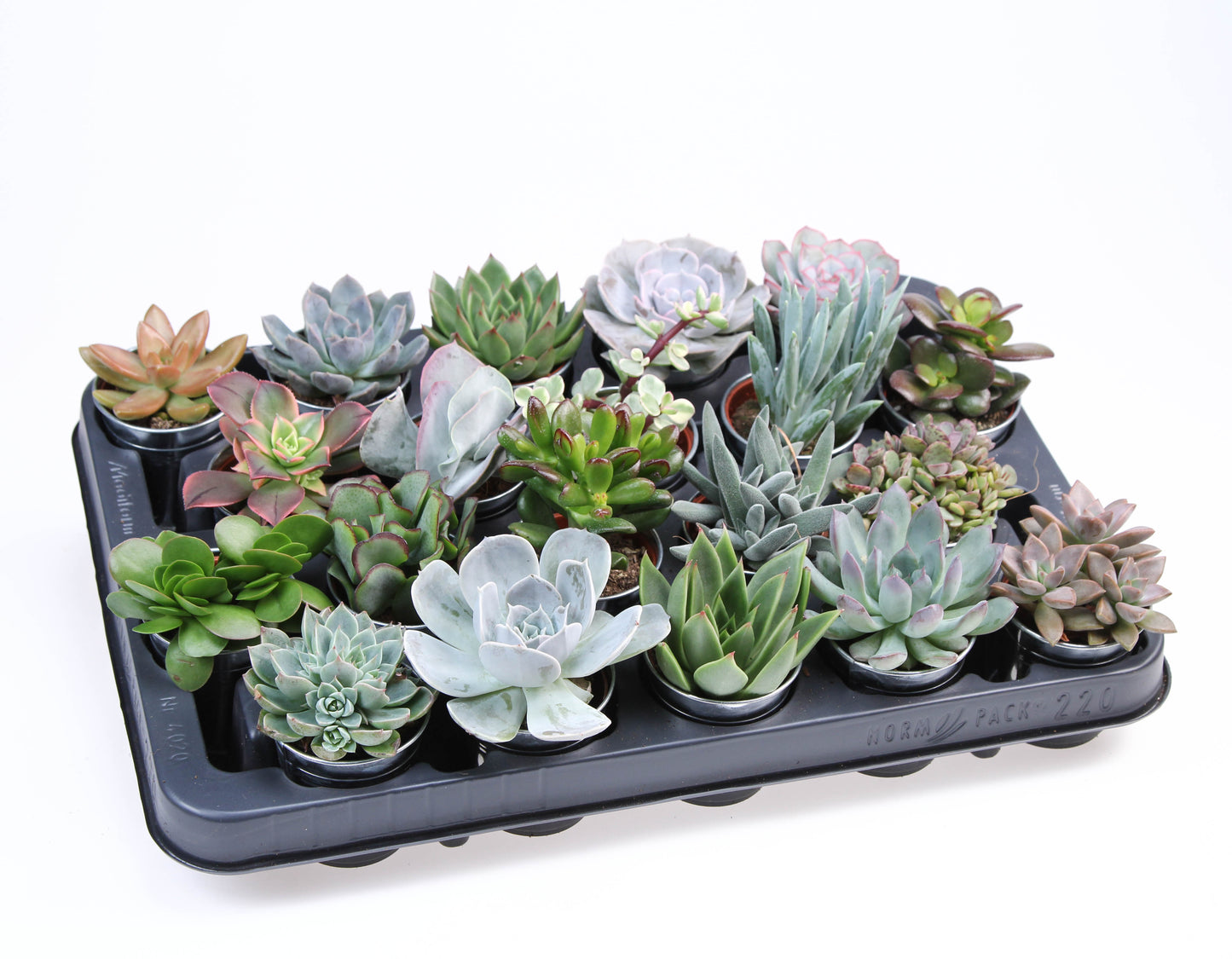Succulent zinkpot 10cm 7cm Pot