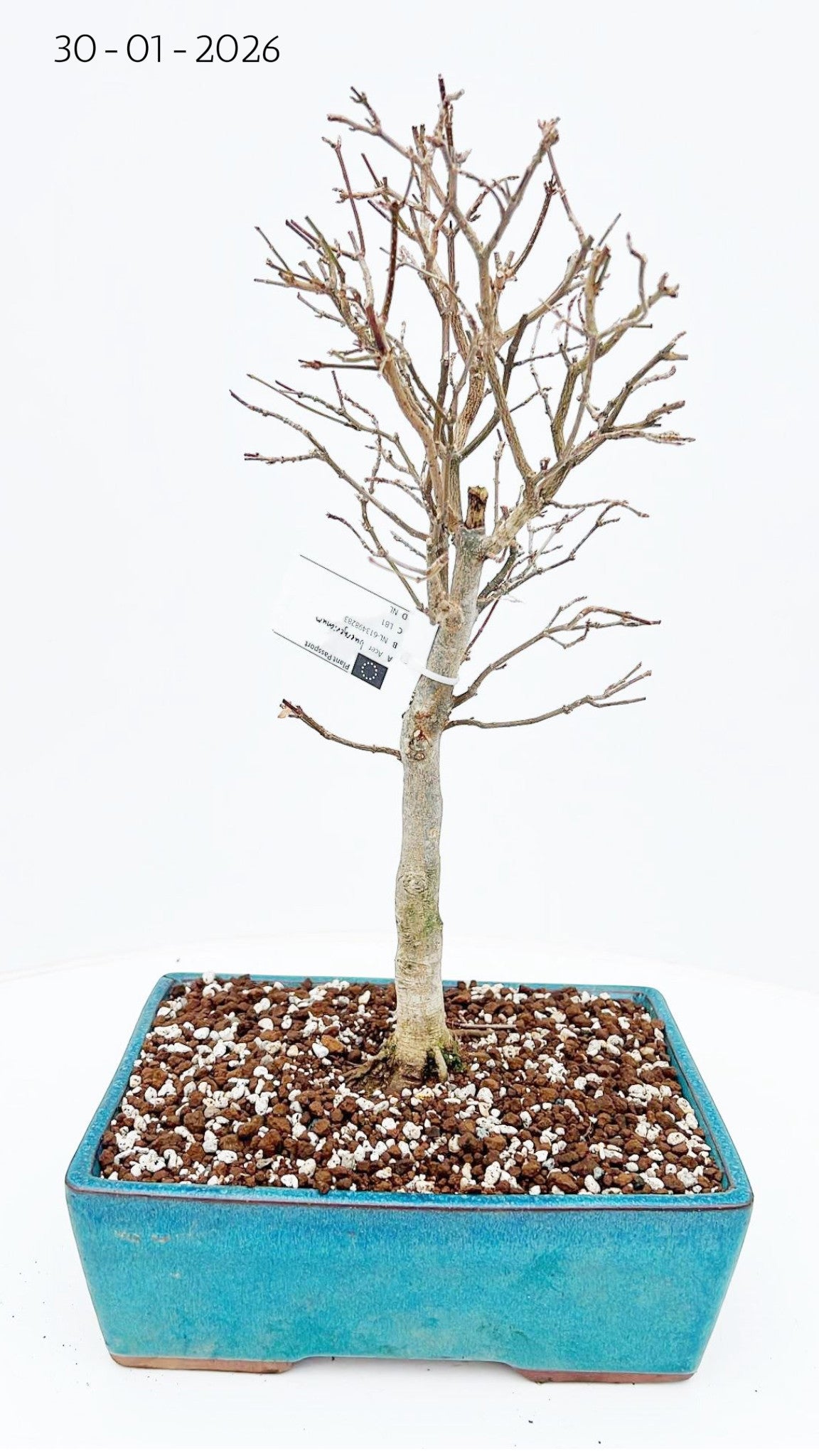 Acer buergerianum 50cm 25cm Pot