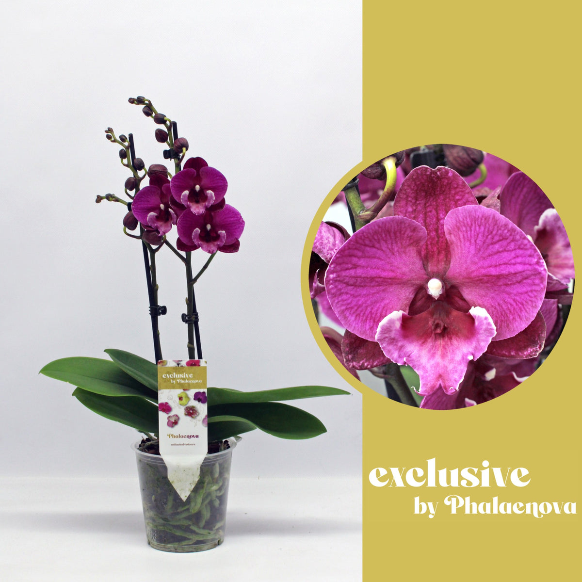 Phalaenopsis purple 50cm 12cm Pot