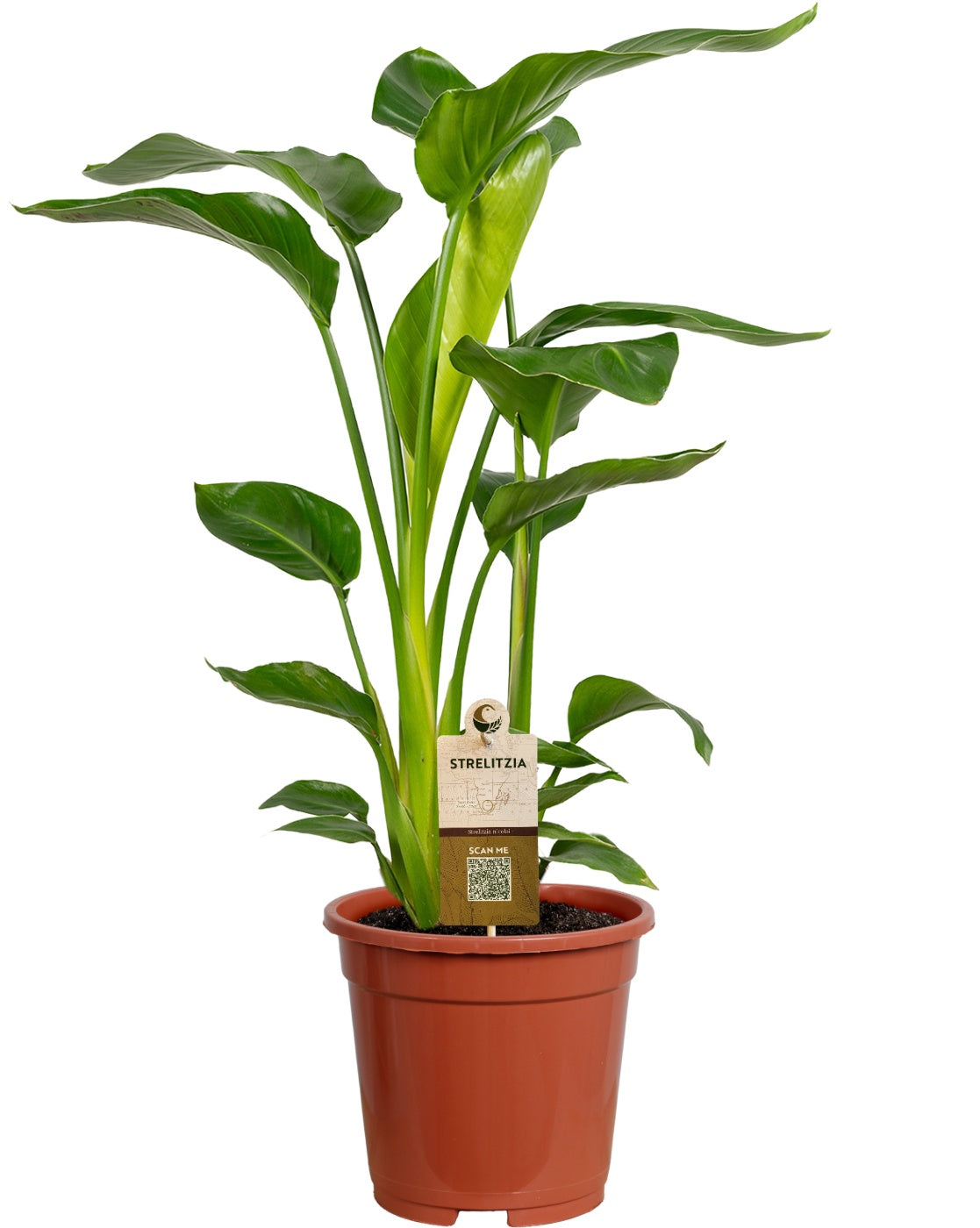 Strelitzia nicolai 70cm 17cm Pot