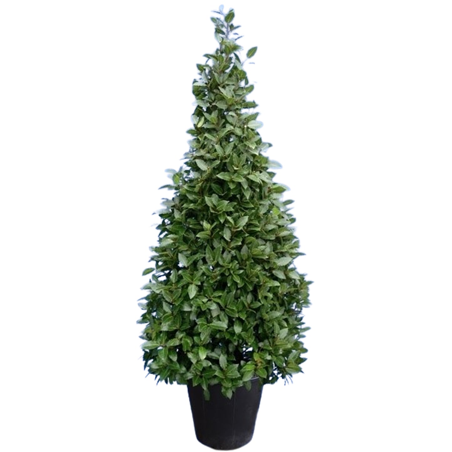 Laurus nobilis 210cm 40cm Pot