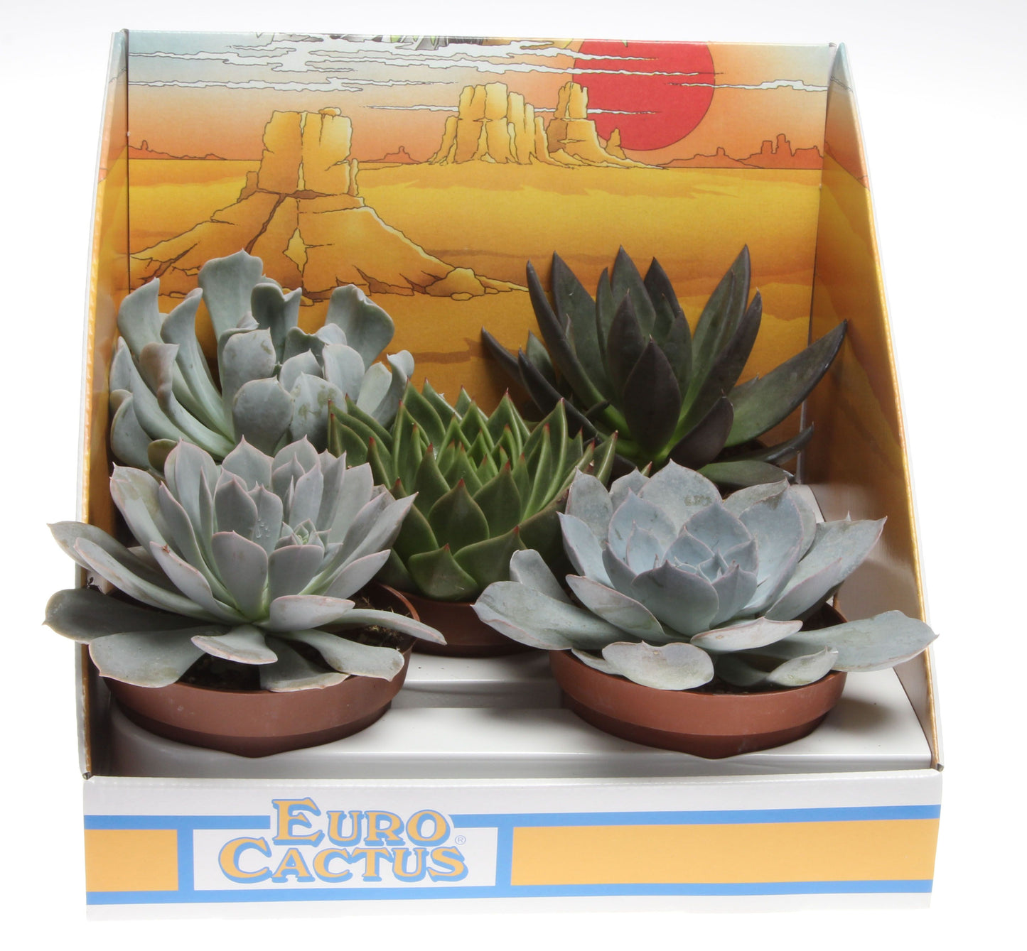 Succulenten mix in showdoos 12cm 10.5cm Pot