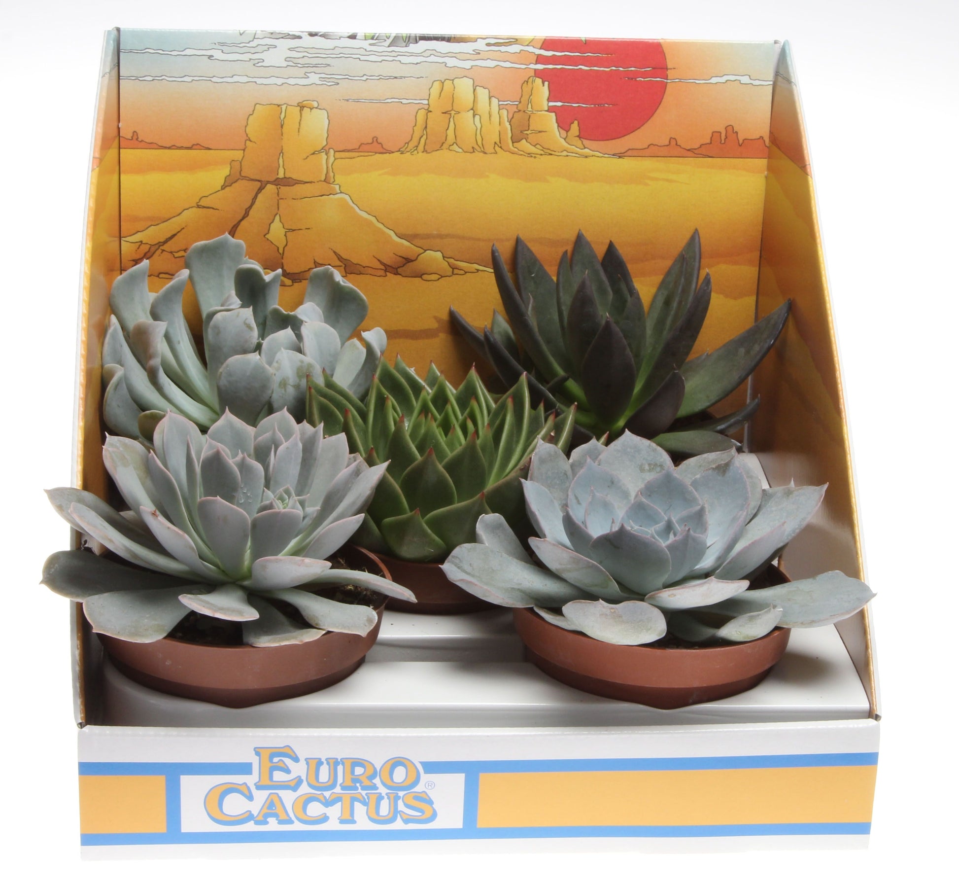Succulenten mix in showdoos 12cm 10.5cm Pot