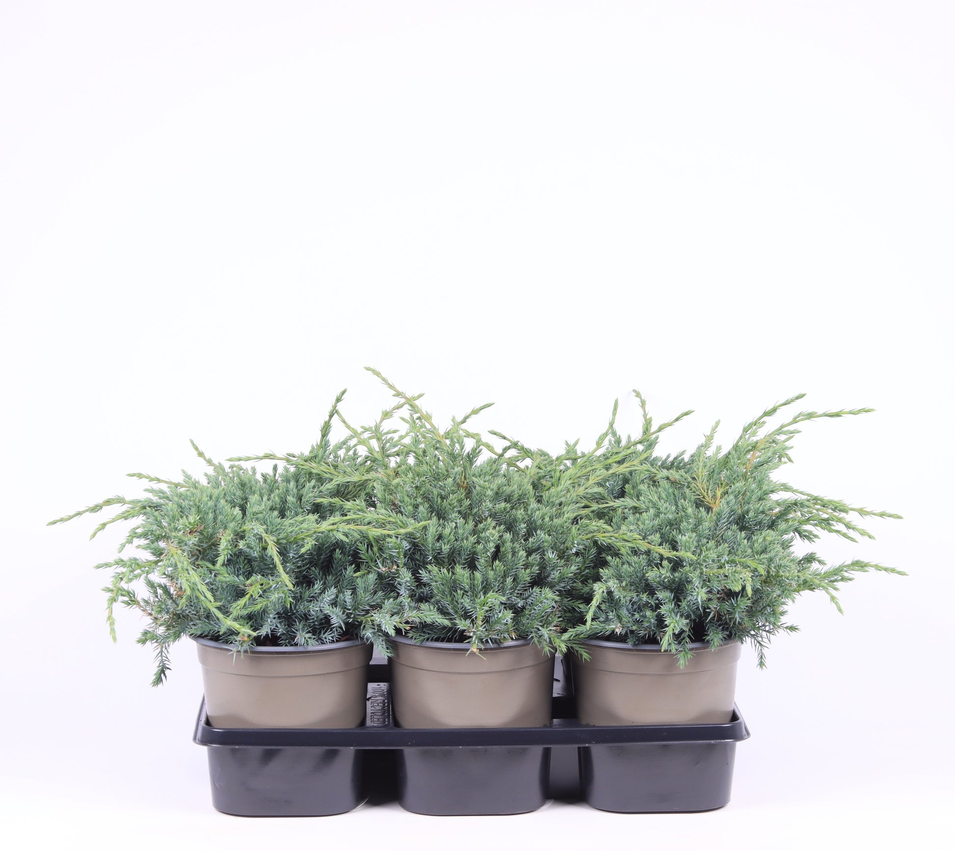 Juniperus Blue Carpet 25cm 15cm Pot