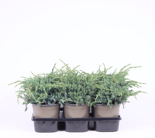 Juniperus Blue Carpet 25cm 15cm Pot