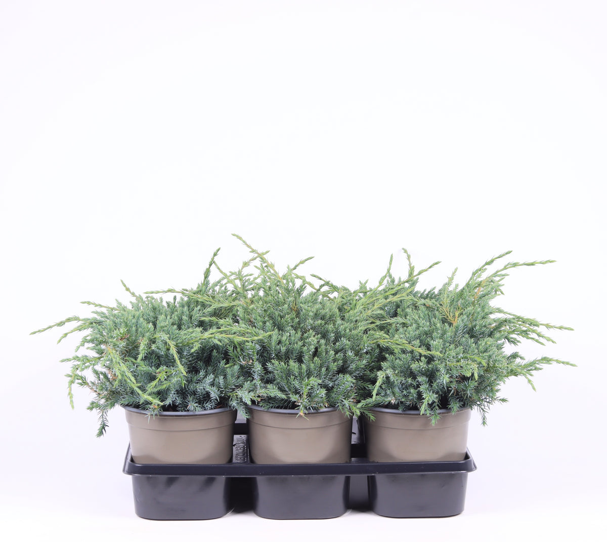 Vredebest, Kwekerij Juniperus Blue Carpet Pack of 6