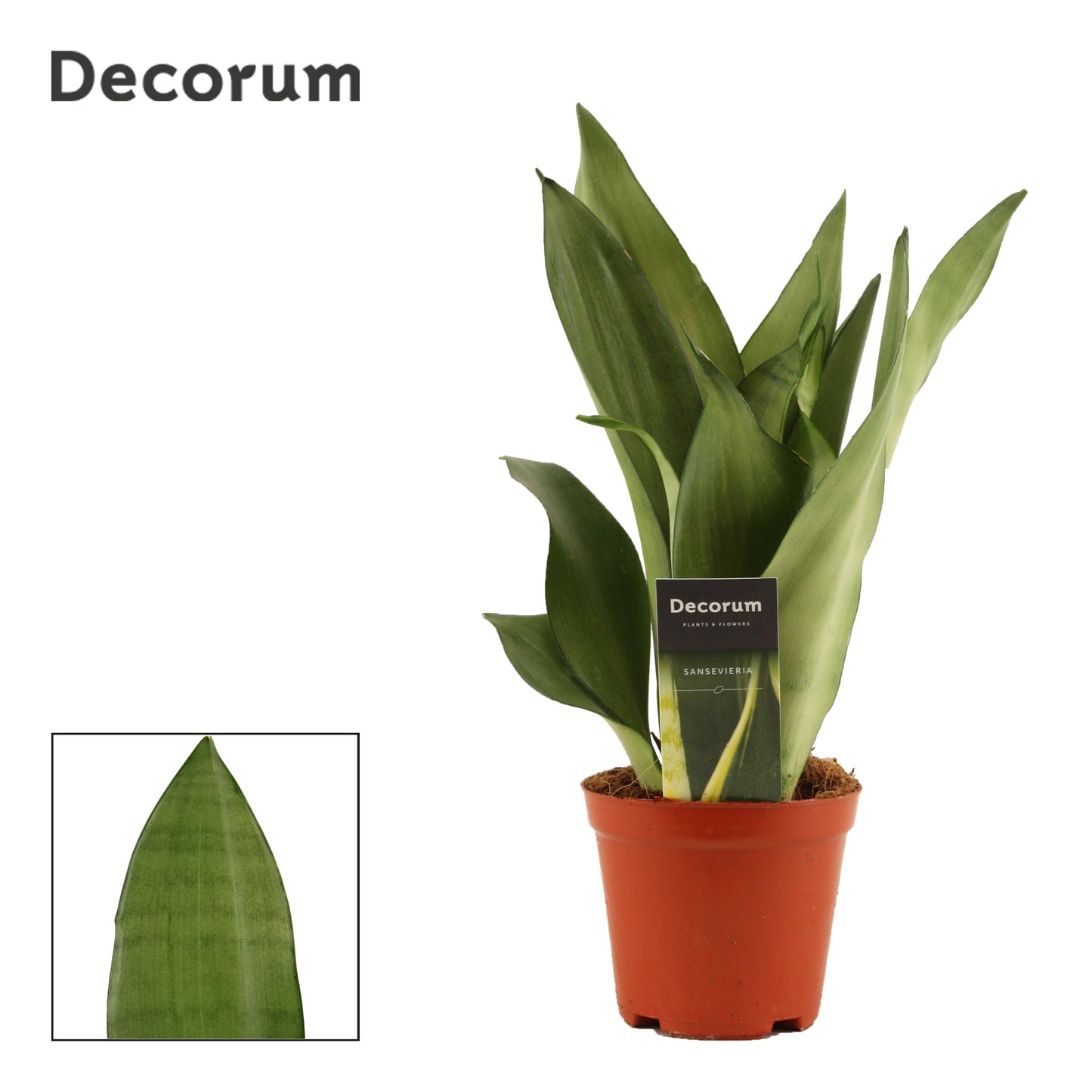 Duijn-Hove BV, kwekerij Sansevieria Moonshine Pack of 10