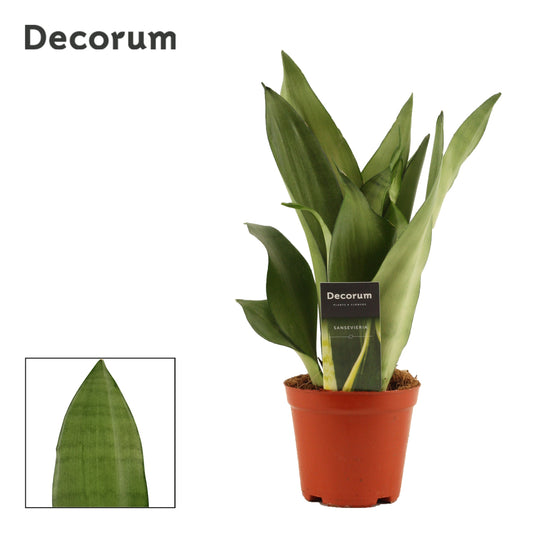 Duijn-Hove BV, kwekerij Sansevieria Moonshine Pack of 10