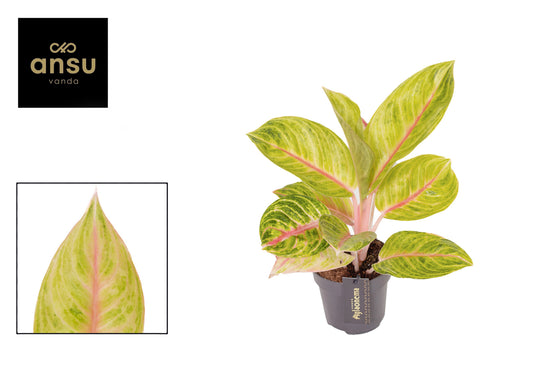Aglaonema Red Valentine 45cm 12cm Pot