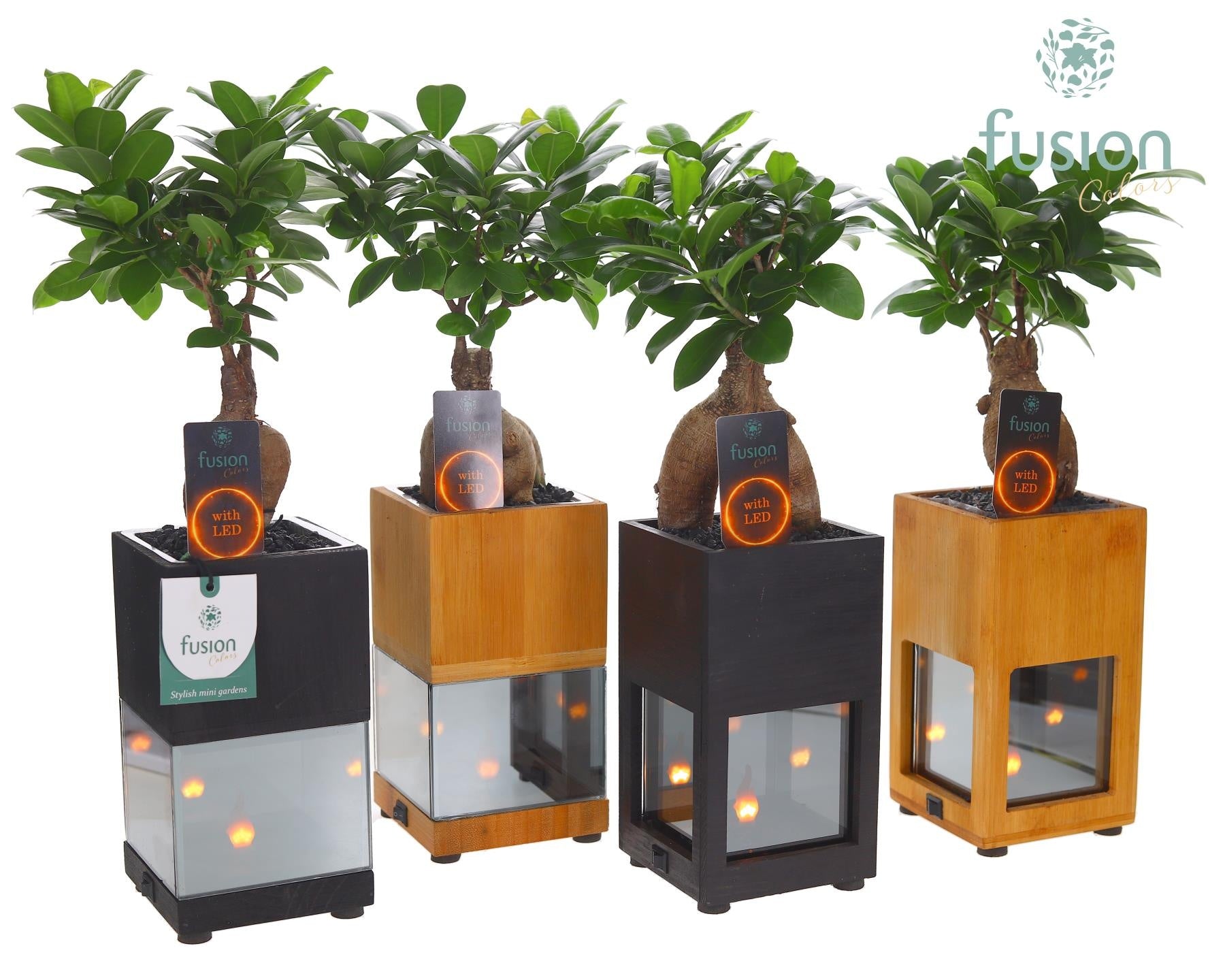Ficus Ginseng in glass 35cm 10cm Pot