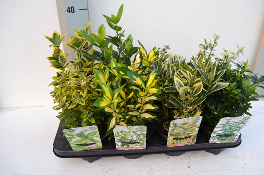 Euonymus japonicus mix 15cm 13cm Pot