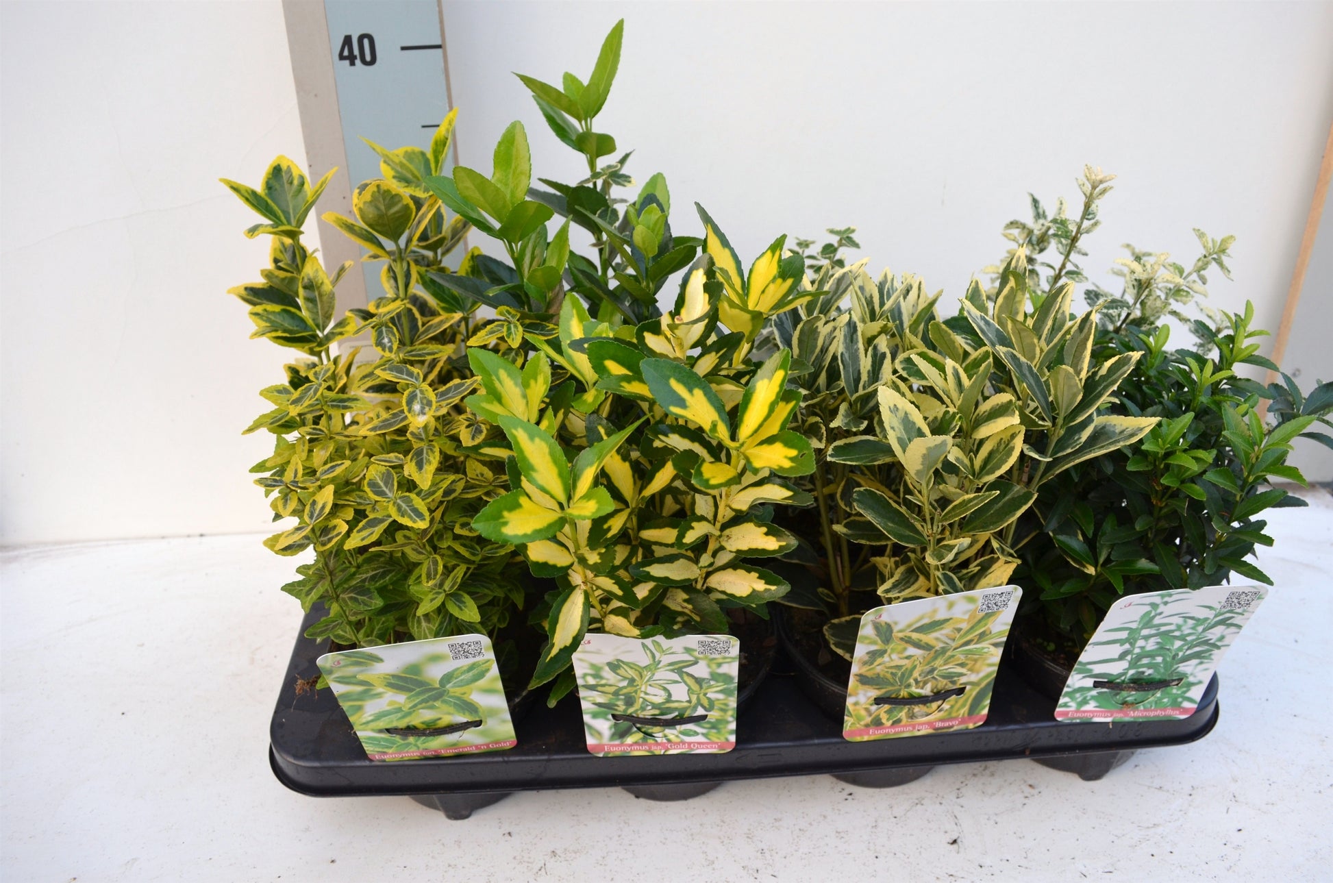 Euonymus japonicus mix 15cm 13cm Pot