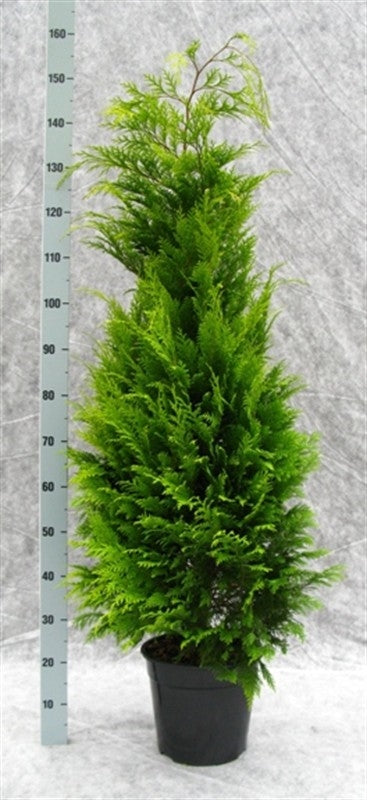 Chamaecyparis Stardust 160cm 27cm Pot